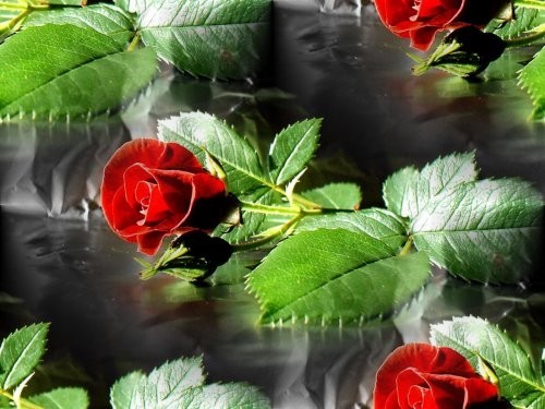 Красные розы с зелеными листьями