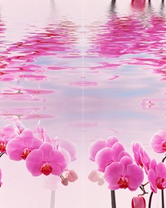 Розовые орхидеи над водой