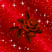 Бордовая роза среди звезд на красном